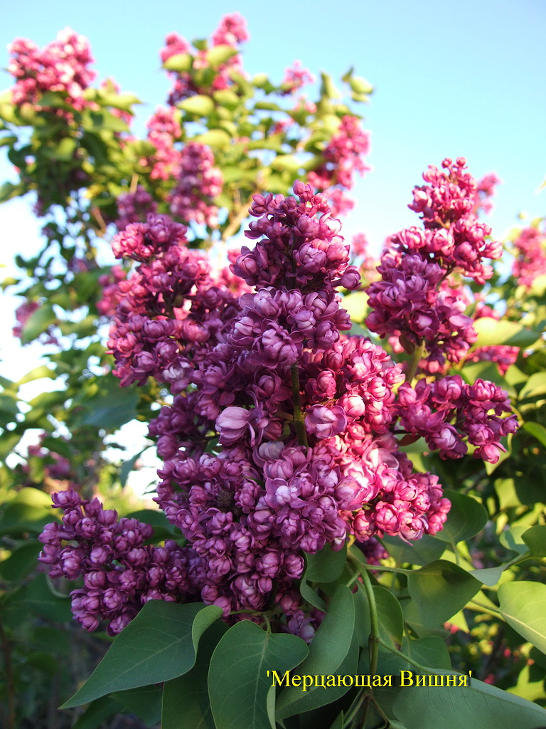 Сирень обыкновенная Мерцающая Вишня